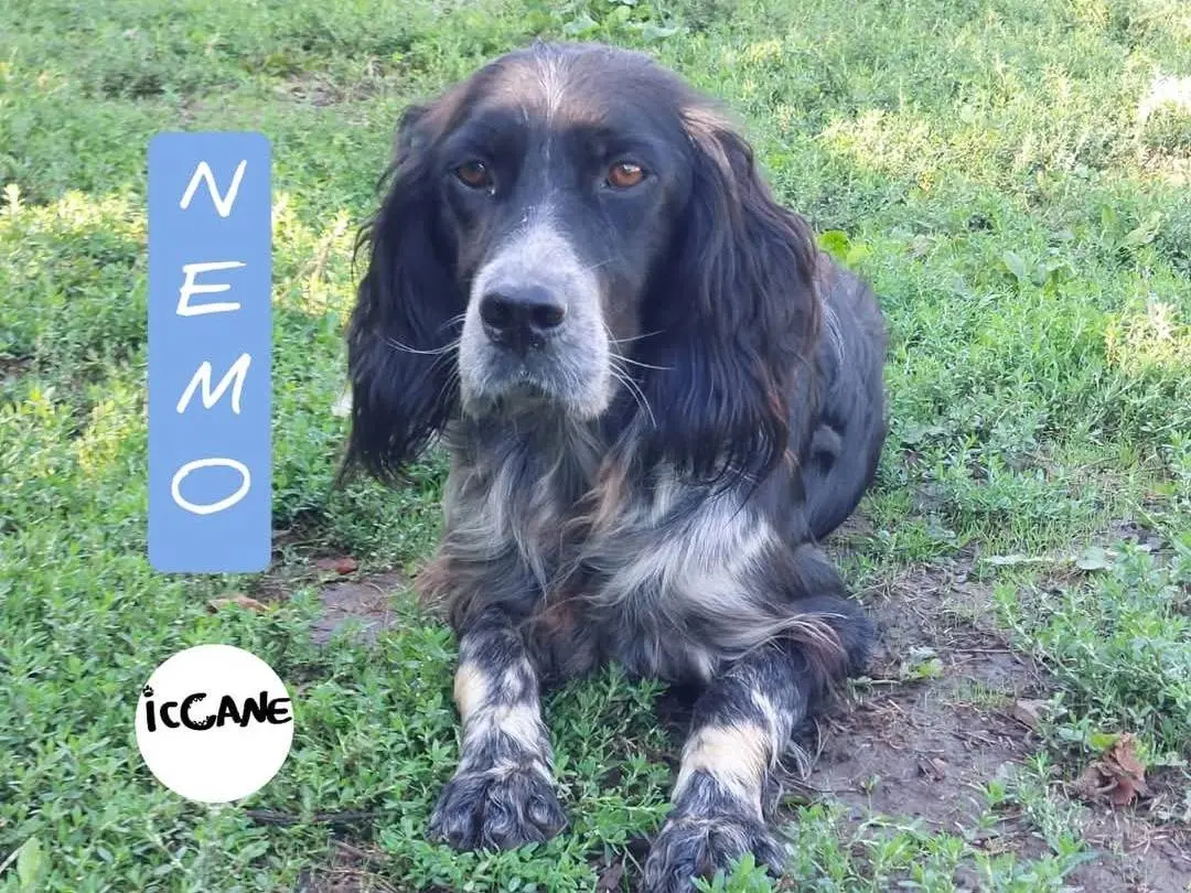 Adozione cane, maschio, Setter Inglese Razza sconosciuta, 6 anni, taglia media, Viterbo