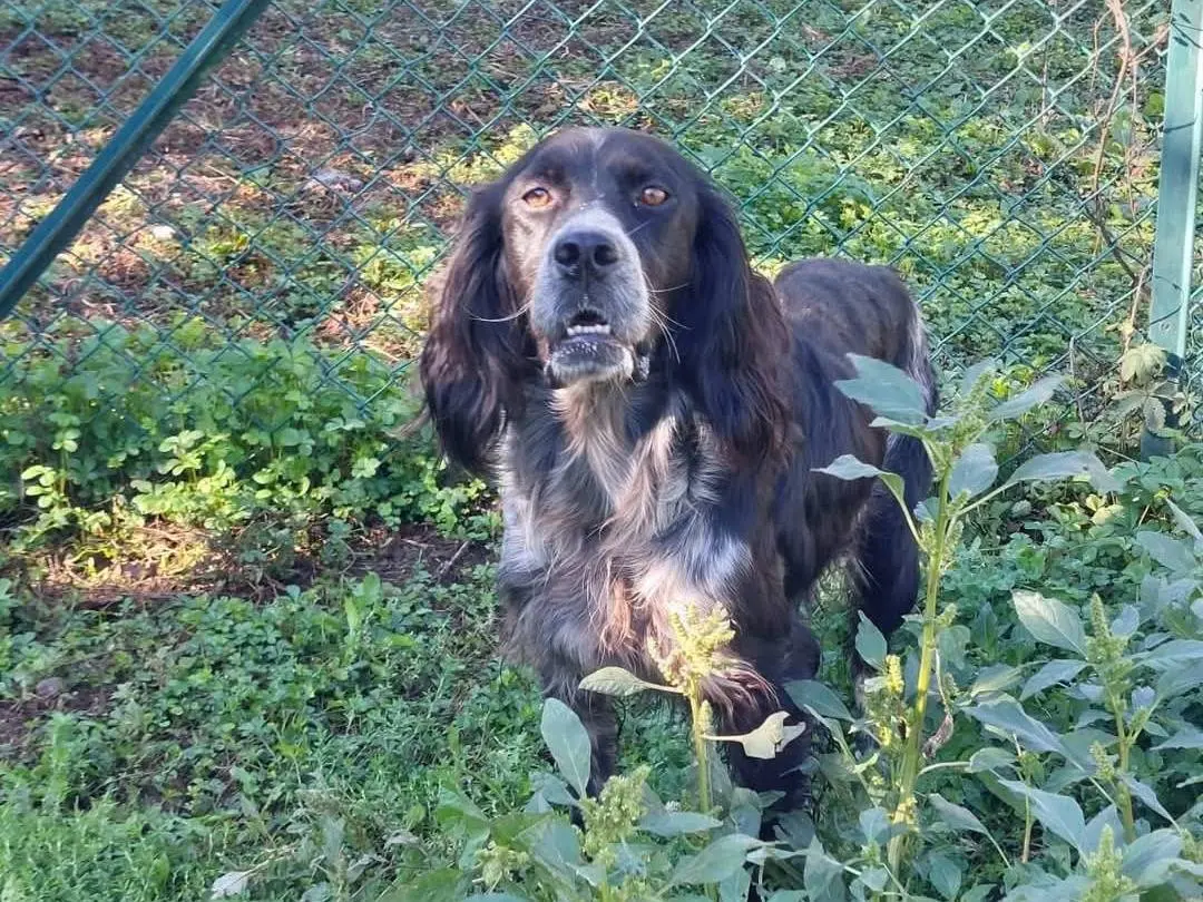 Vuoi adottare un cane a Viterbo?