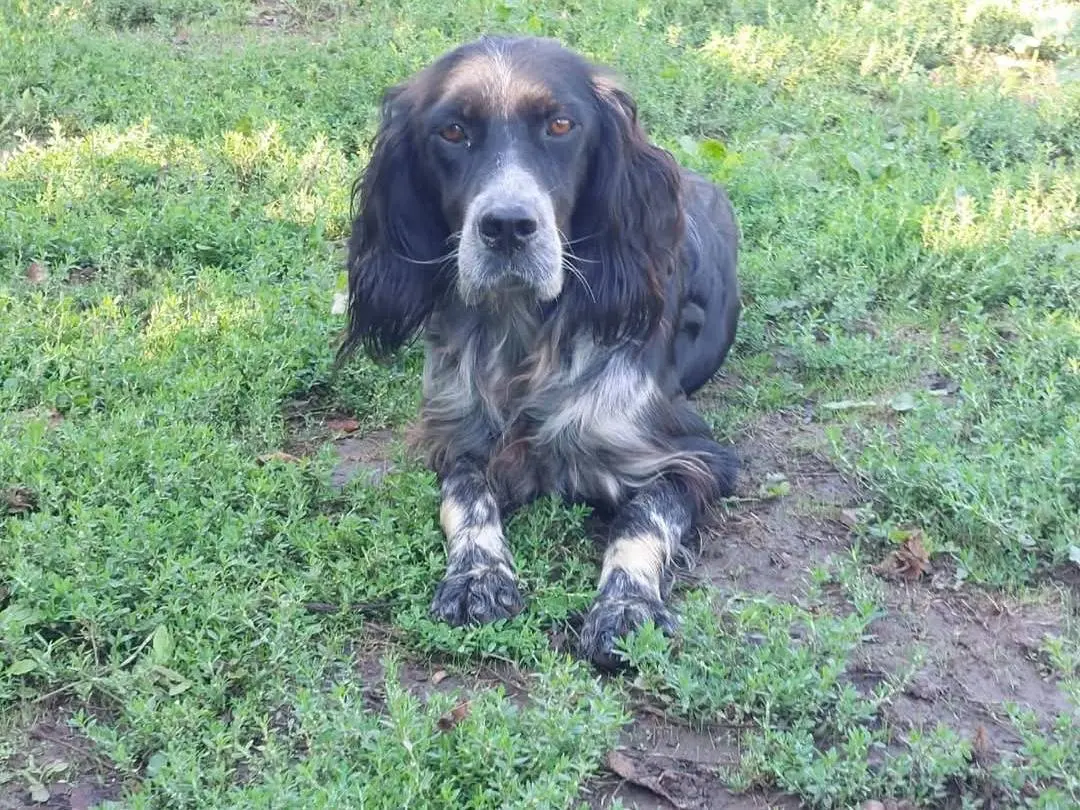 Adotta un cane, maschio, 6 anni, Viterbo