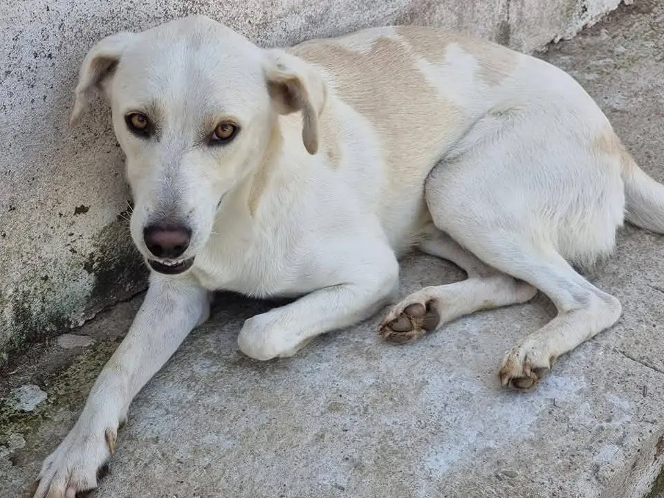 Adotta un cane, maschio, 5 anni e 8 mesi, Latina