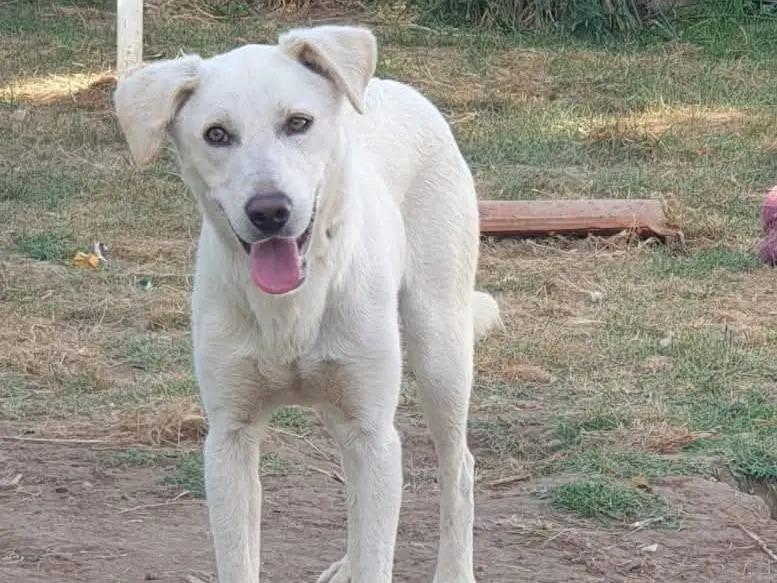 Adozione cane, maschio, Razza sconosciuta Razza sconosciuta, 5 anni e 8 mesi, taglia media contenuta, Latina
