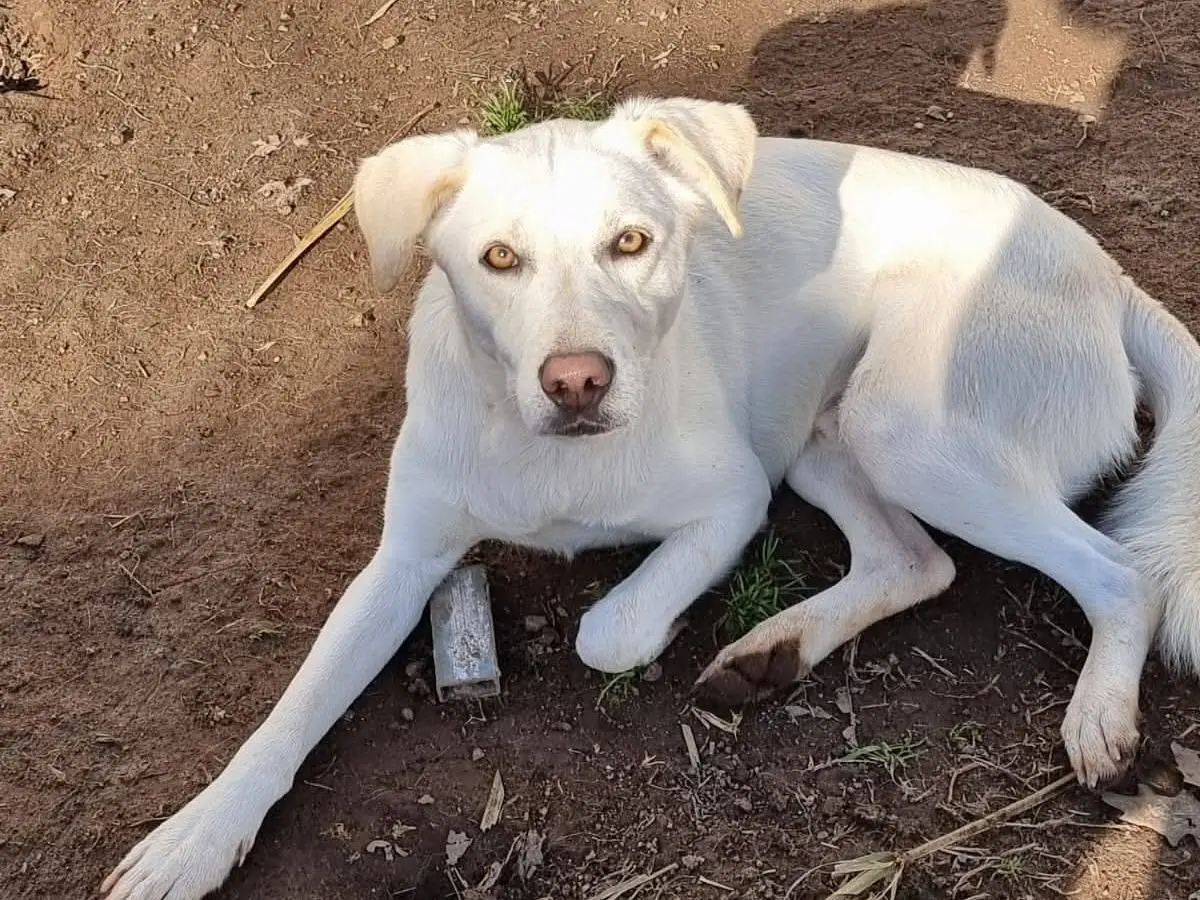 Vuoi adottare un cane a Latina?