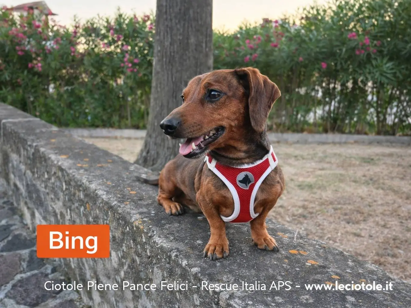 Adozione cane, maschio, Bassotto Razza sconosciuta, 4 anni e 3 mesi, taglia piccola, Avellino