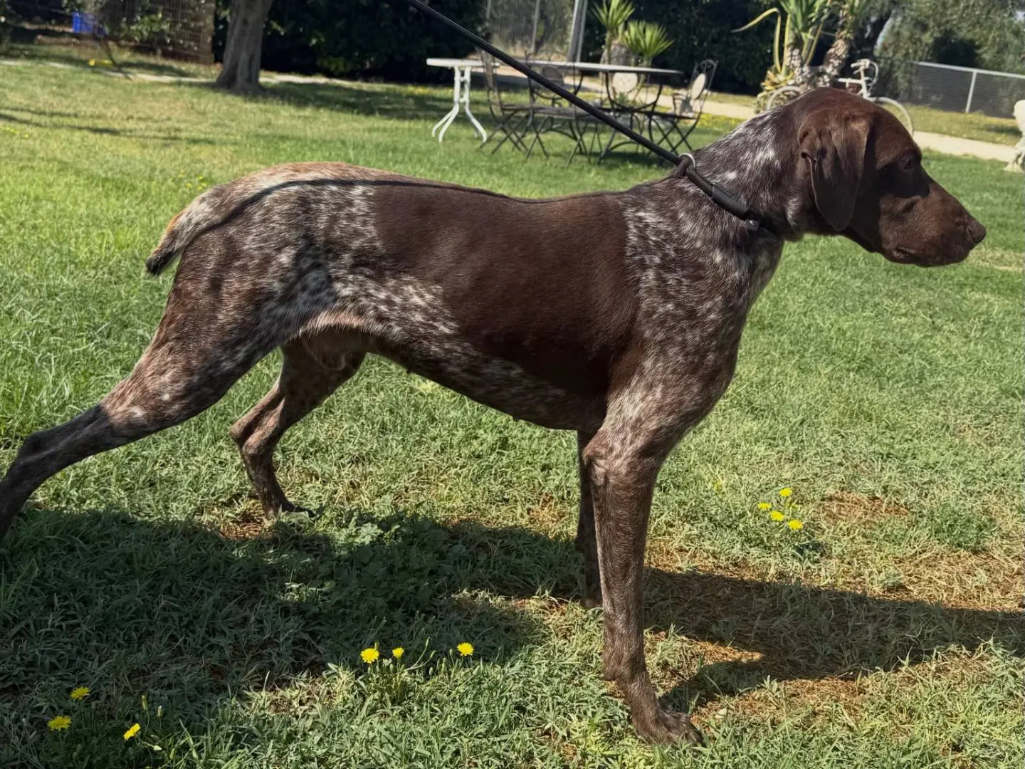 Adotta un cane, maschio, 5 anni e 4 mesi, Matera