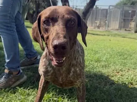 Adozione cane, maschio, Bracco Razza sconosciuta, 5 anni e 4 mesi, taglia media, Matera