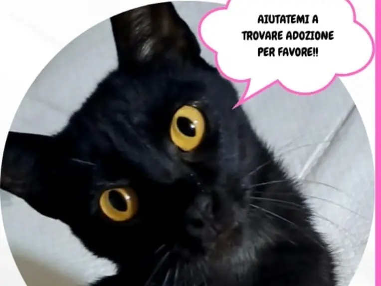 Foto 1 dell'animale