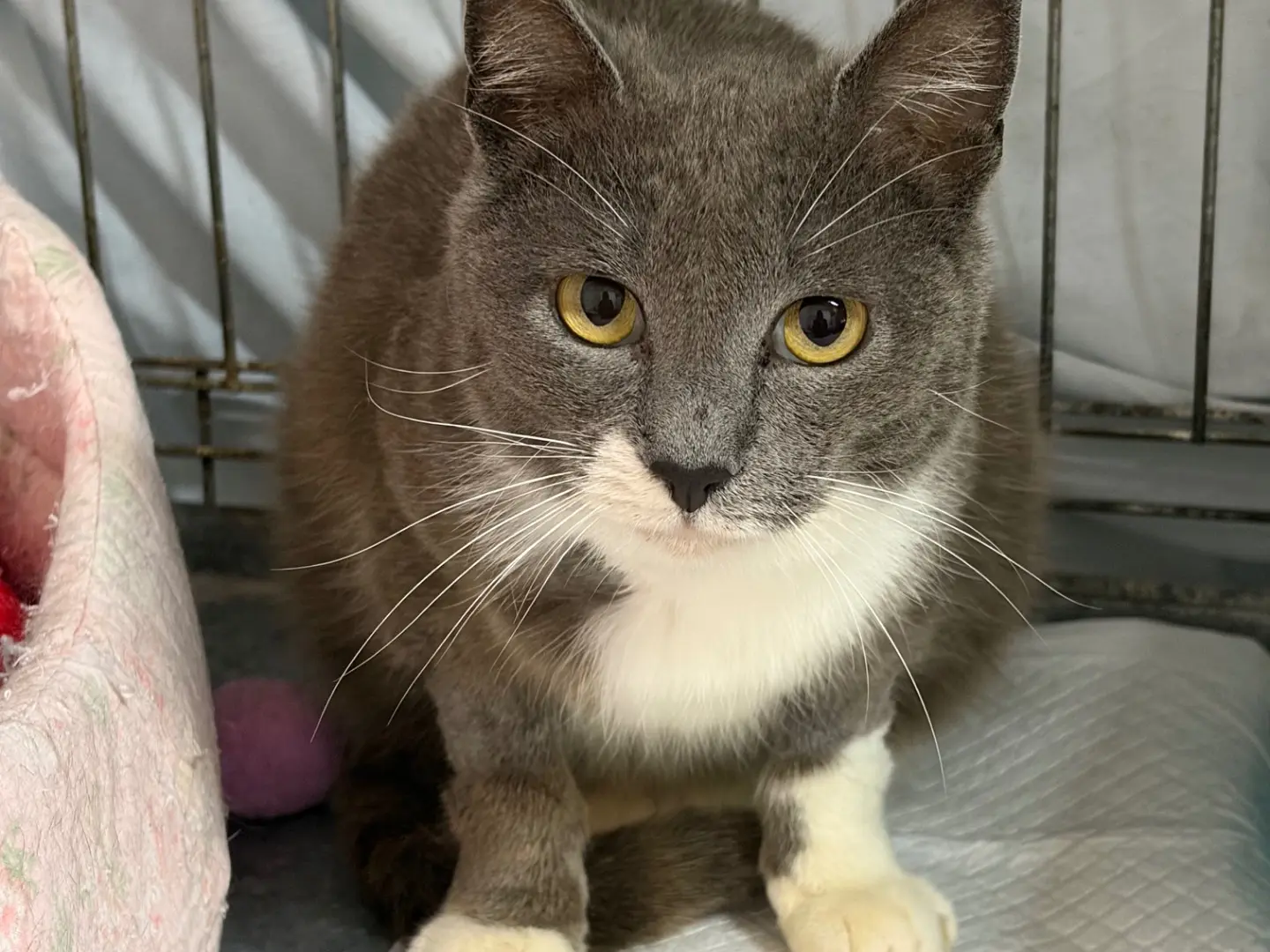 Adozione gatto, femmina, Razza sconosciuta Razza sconosciuta, 5 anni e 9 mesi, taglia non valida, Potenza