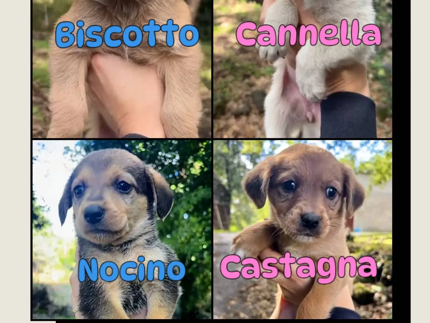 Adotta un cane, maschio, 2 mesi, Catania