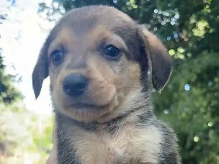 Adozione cane, maschio, Razza sconosciuta Razza sconosciuta, 2 mesi, taglia media, Catania
