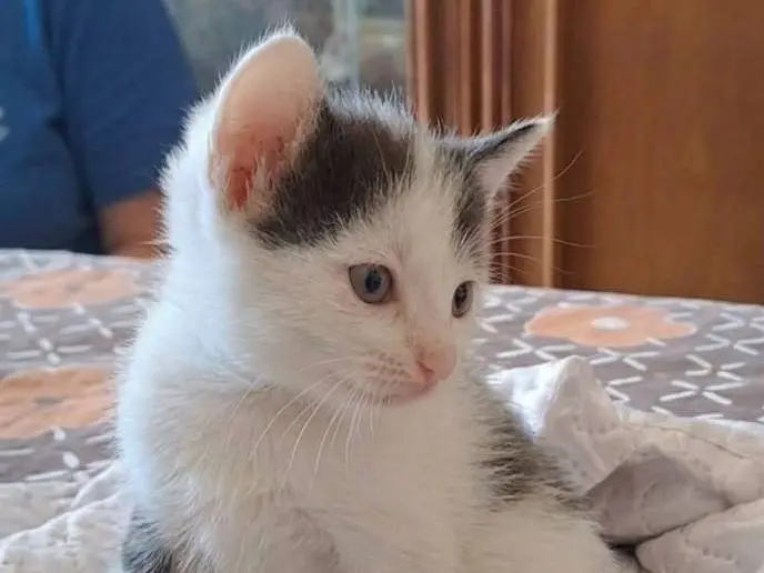 Foto 1 dell'animale