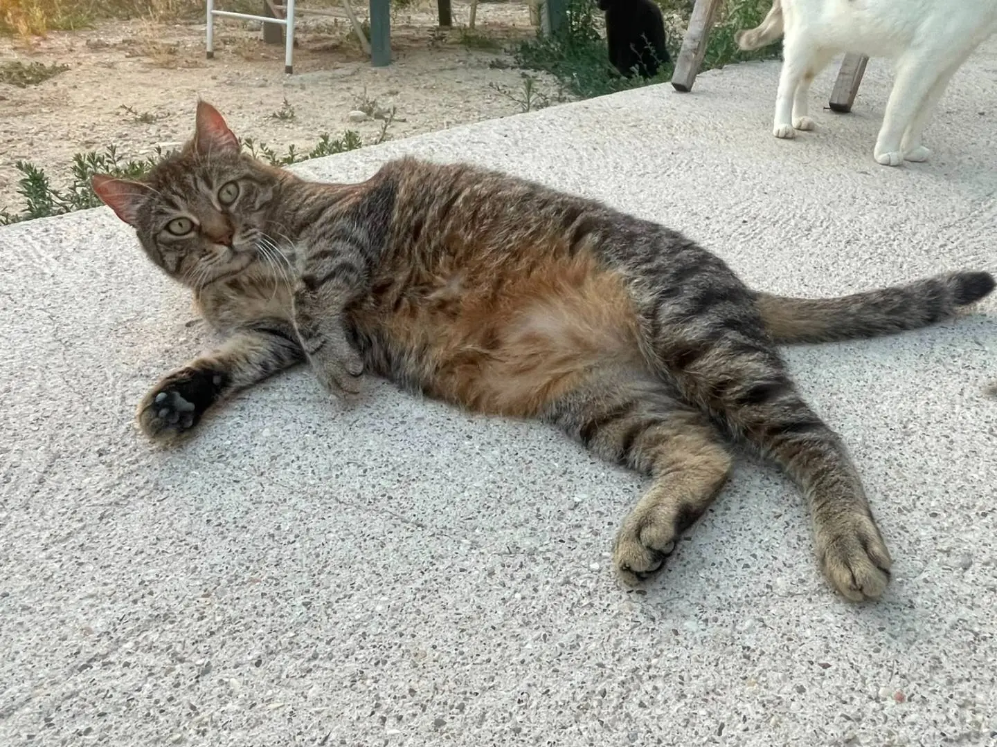 Foto 2 dell'animale