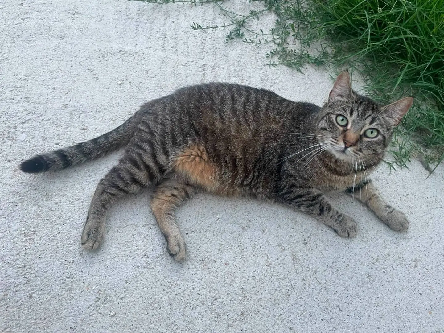 Foto 3 dell'animale