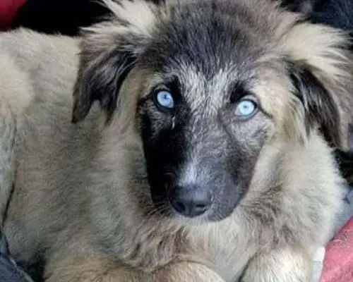 Adozione cane, femmina, meticcio, 5 anni, taglia media, Catania