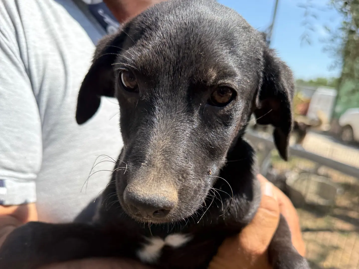 Adozione cane, maschio, Razza sconosciuta Razza sconosciuta, 1 anno e 6 mesi, taglia media, Matera