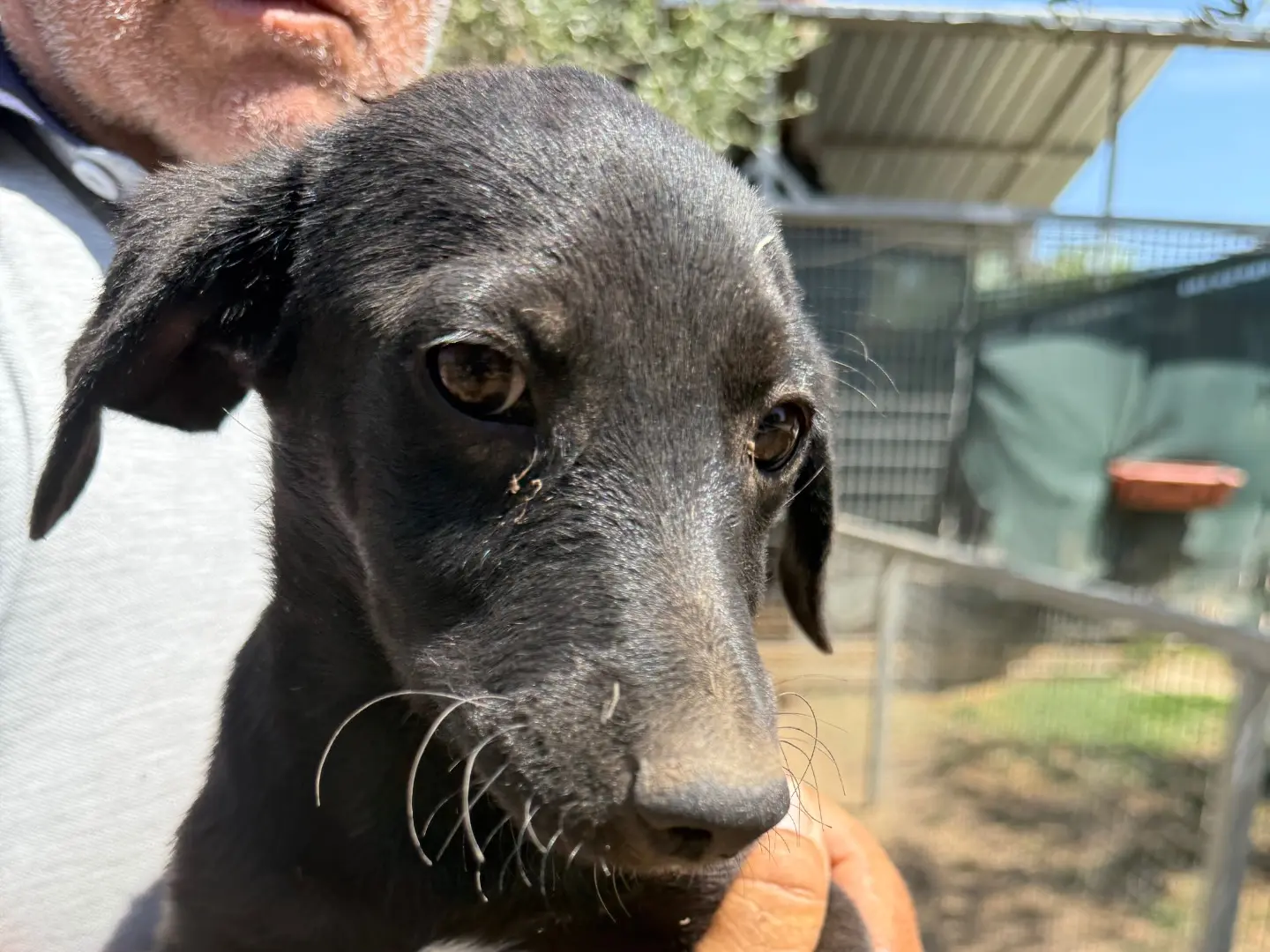 Adotta un cane, maschio, 1 anno e 6 mesi, Matera