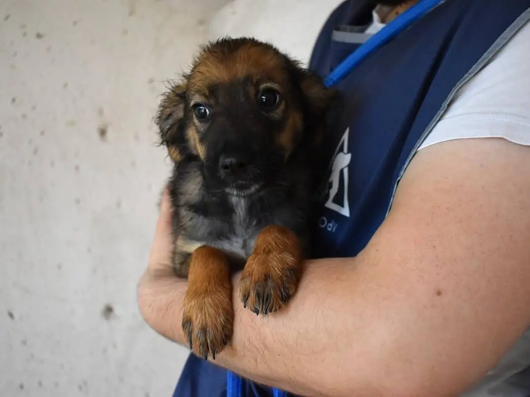 Adotta un cane, taglia media, maschio, Roma