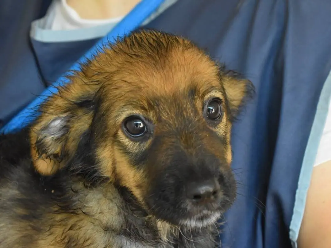 Adozione cane, maschio, Razza sconosciuta Razza sconosciuta, 6 mesi, taglia media, Roma
