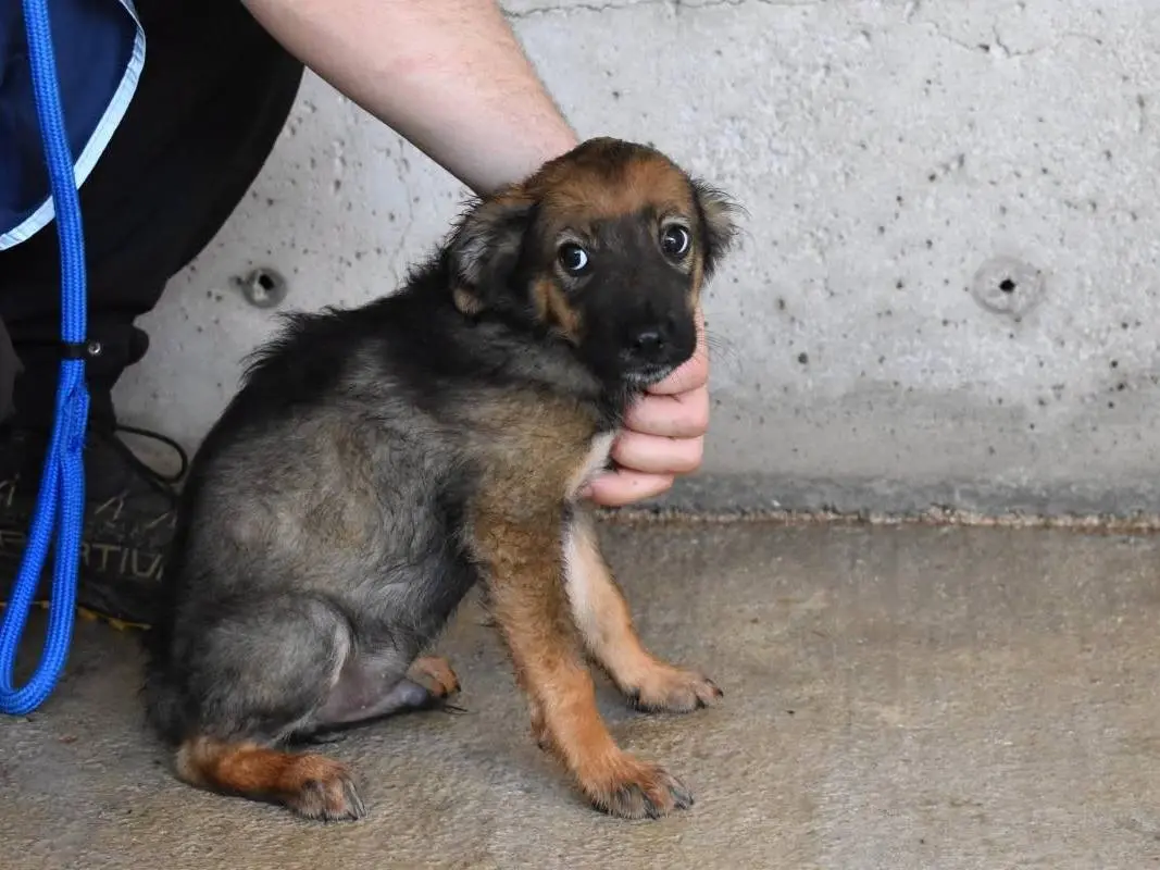 Vuoi adottare un cane a Roma?