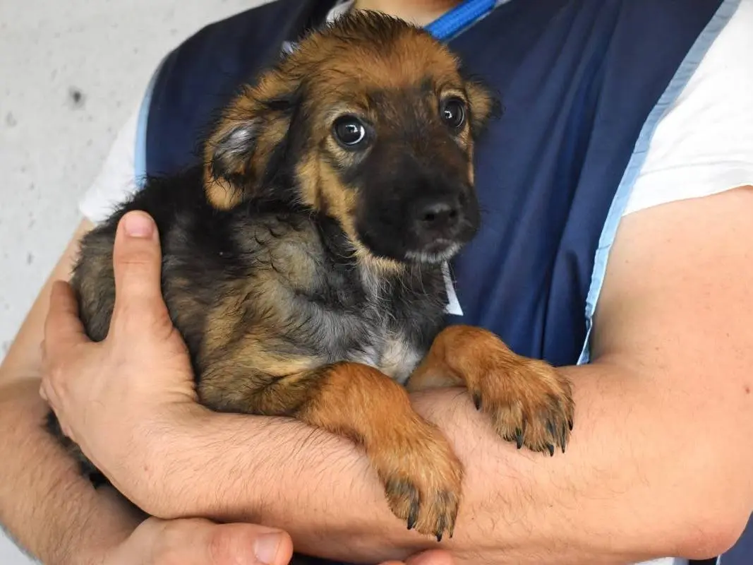 Adotta un cane, maschio, 6 mesi, Roma