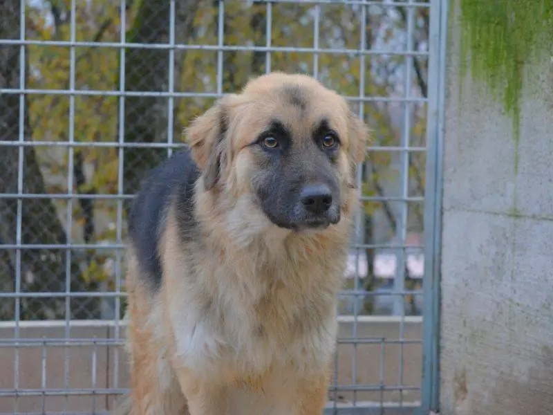 Adotta un cane, maschio, 4 anni, Frosinone