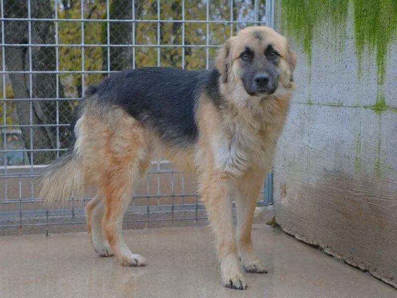 Adozione cane, maschio, Pastore tedesco Razza sconosciuta, 4 anni, taglia grande, Frosinone