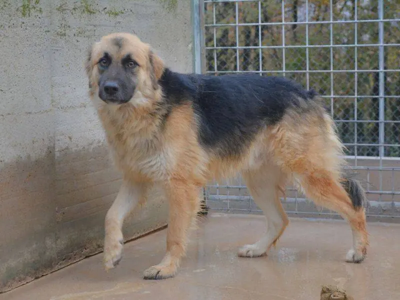 Adotta un cane, taglia grande, maschio, Frosinone