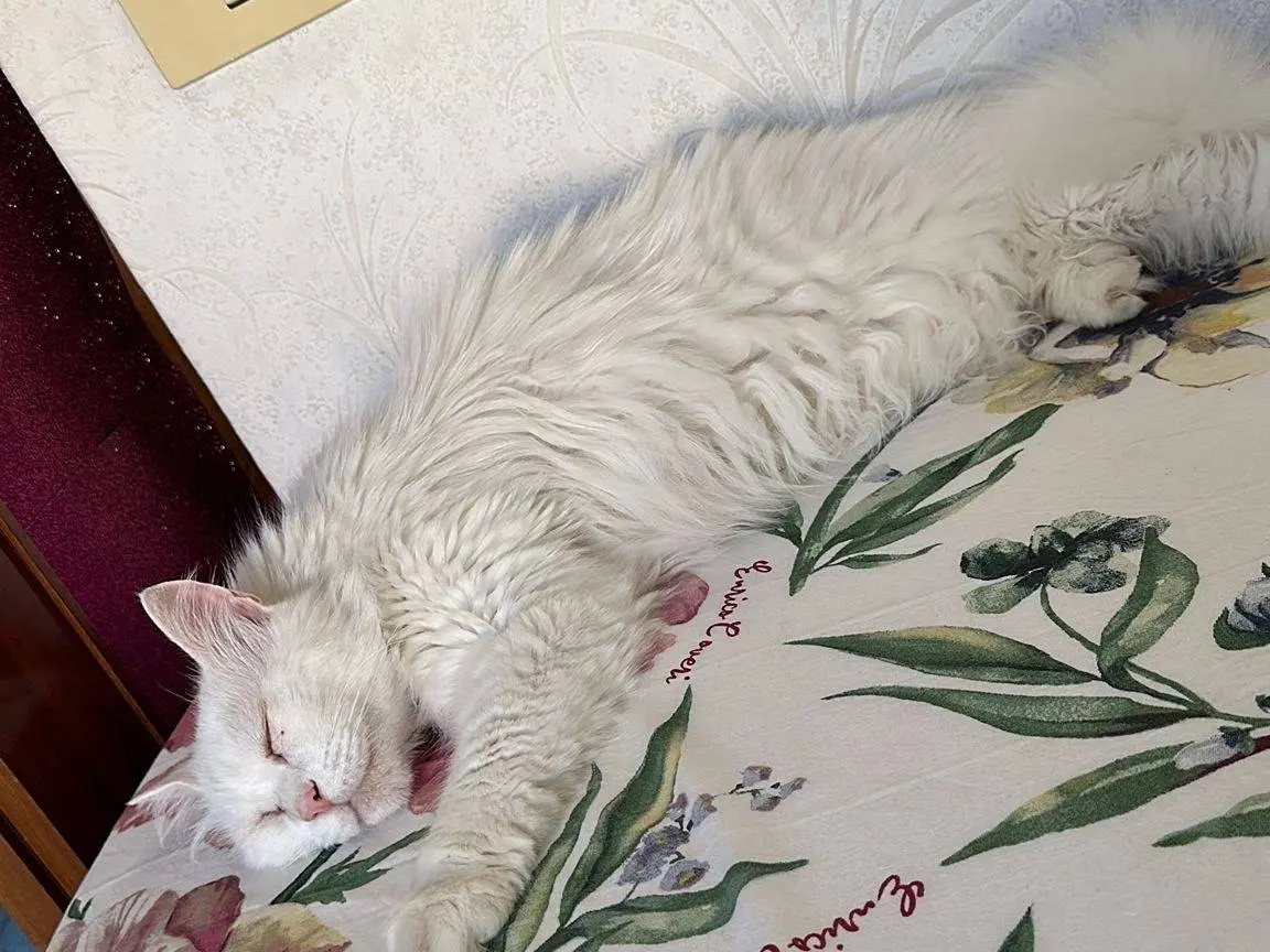 Vuoi adottare un gatto a Teramo?