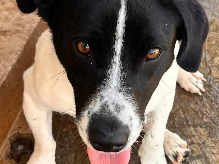 Adotta un cane, maschio, 2 anni e 2 mesi, Bari