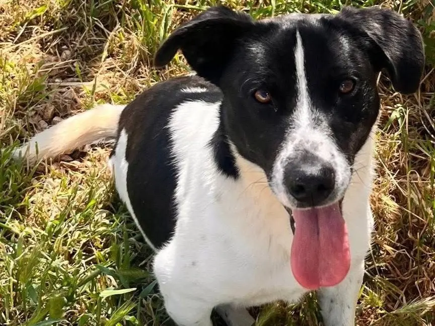 Adozione cane, maschio, Razza sconosciuta Razza sconosciuta, 2 anni e 2 mesi, taglia media contenuta, Bari