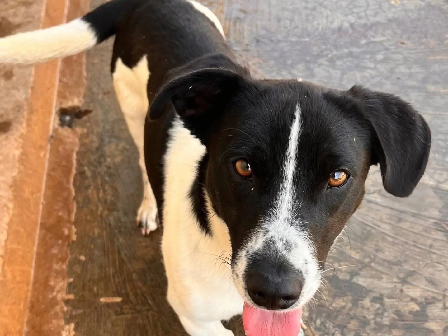 Adotta un cane, taglia media contenuta, maschio, Bari