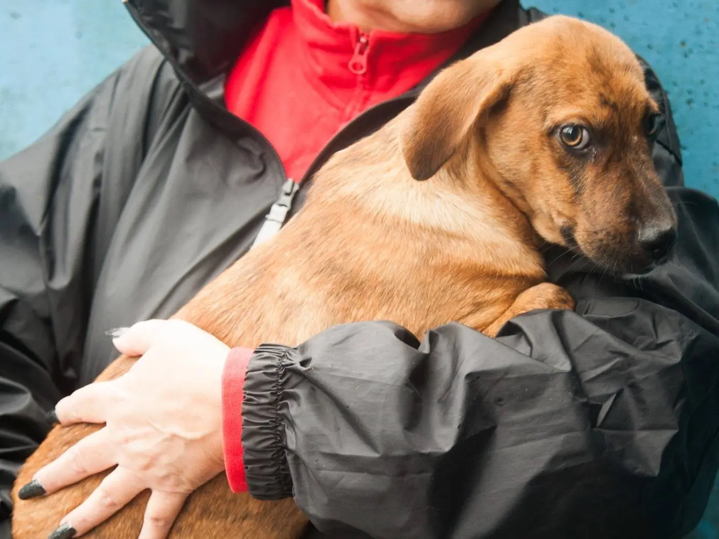 Adotta un cane, maschio, 3 mesi, Frosinone