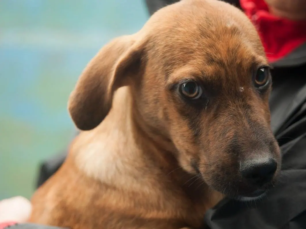 Adozione cane, maschio, Razza sconosciuta Razza sconosciuta, 3 mesi, taglia media contenuta, Frosinone