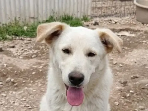 Adotta il cane Spillo a Avellino