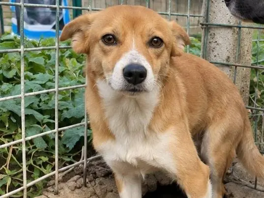 Adozione cane, maschio, Razza sconosciuta Razza sconosciuta, 2 anni e 2 mesi, taglia piccola, Avellino