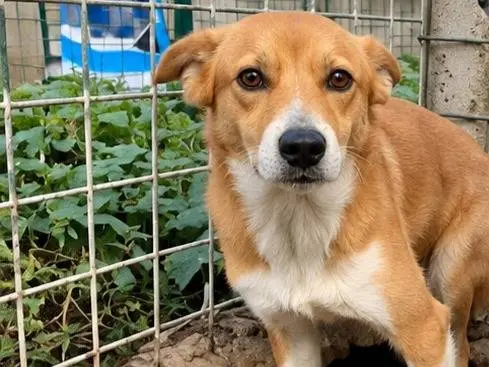 Adotta un cane, taglia piccola, maschio, Avellino