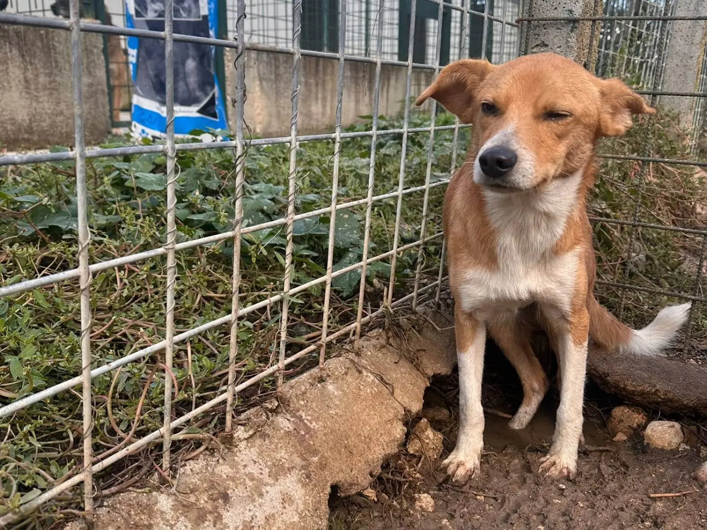 Adotta un cane, maschio, 2 anni e 2 mesi, Avellino
