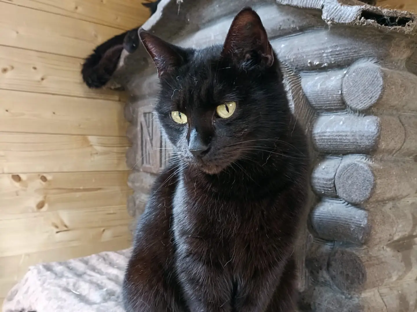 Adotta un gatto, femmina, 1 anno e 6 mesi, Napoli
