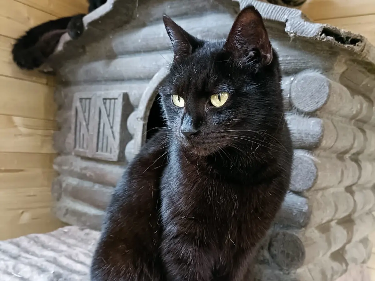 Adozione gatto, femmina, Razza sconosciuta Razza sconosciuta, 1 anno e 6 mesi, taglia non valida, Napoli