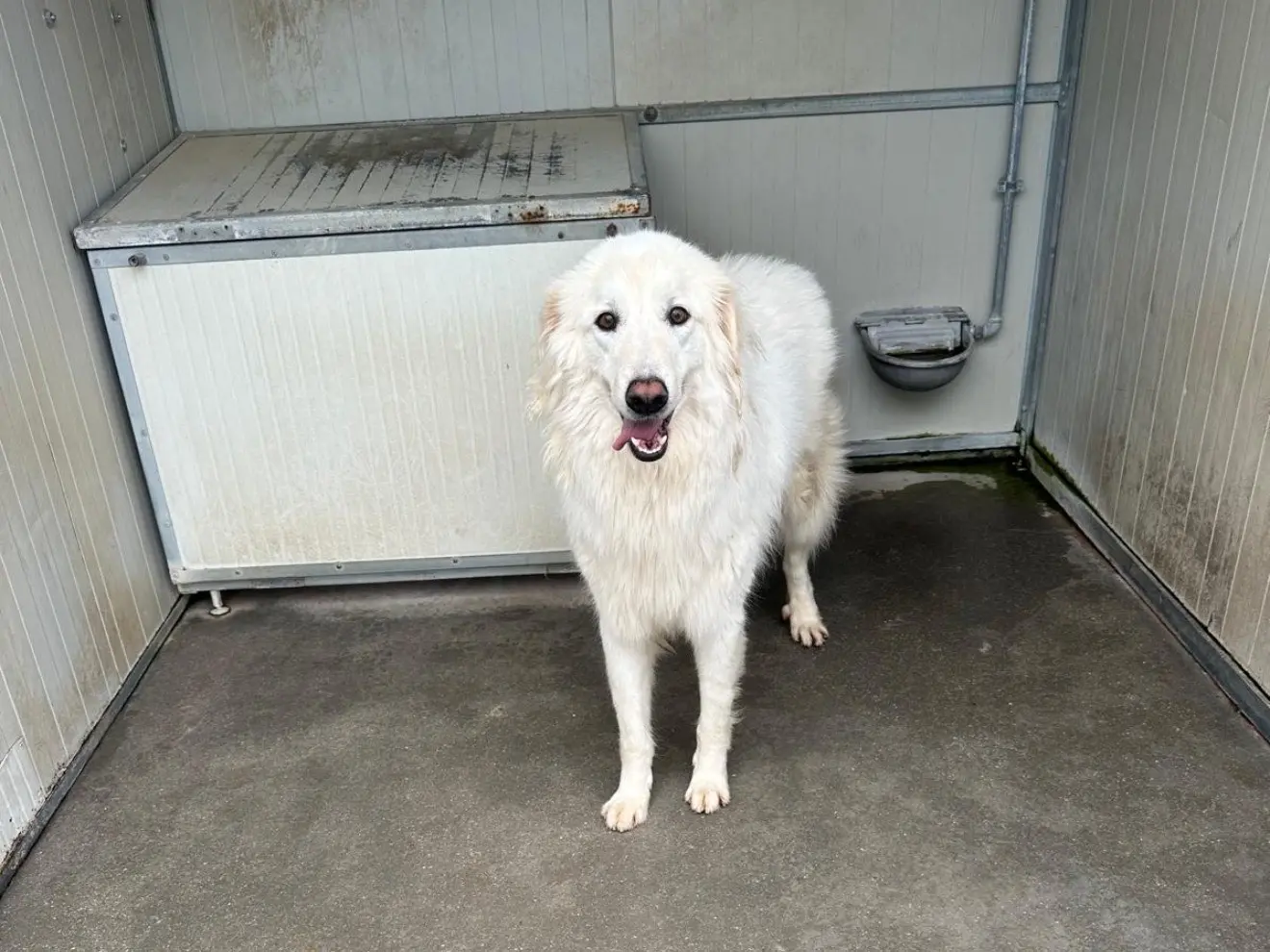 Adozione cane, maschio, Razza sconosciuta Razza sconosciuta, 3 anni, taglia grande, Latina
