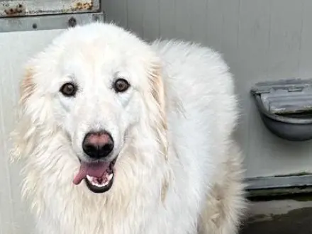 Adotta un cane, taglia grande, maschio, Latina