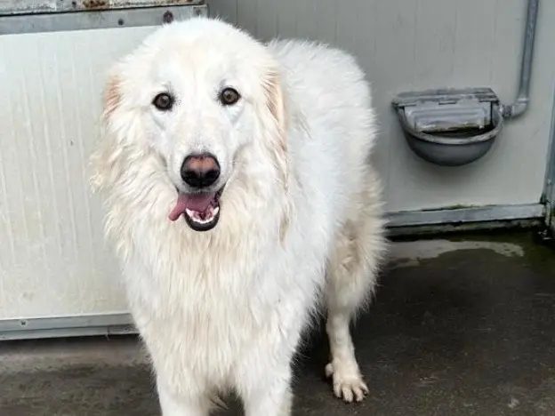 Adotta un cane, maschio, 3 anni, Latina