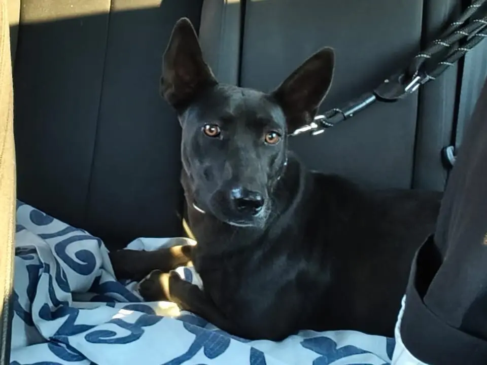 Adozione cane, femmina, Razza sconosciuta Razza sconosciuta, 1 anno, taglia media contenuta, Vibo