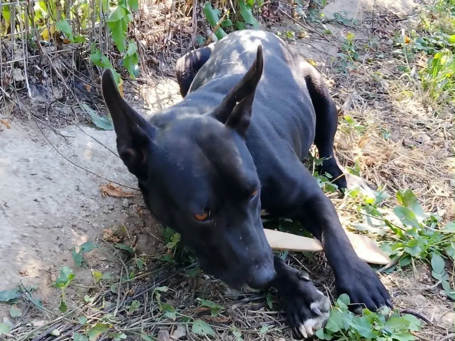 Vuoi adottare un cane a Vibo?