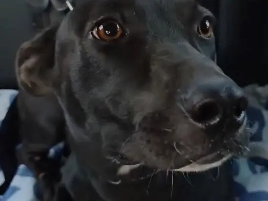 Adotta un cane, taglia media contenuta, femmina, Vibo