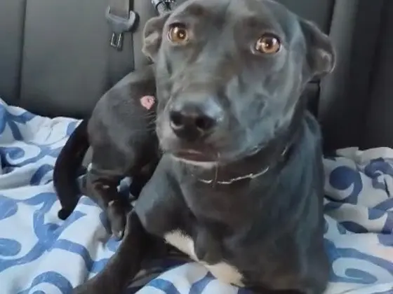 Adotta un cane, femmina, 1 anno, Vibo