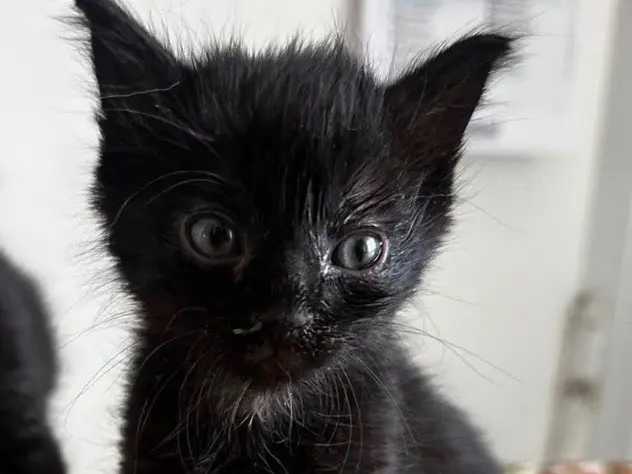 Adozione gatto, femmina, Razza sconosciuta Razza sconosciuta, 2 mesi, taglia non valida, Torino