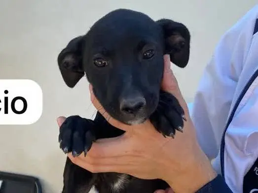 Adotta un cane, maschio, 3 mesi, Padova