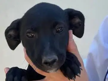 Adozione cane, maschio, Pinscher Razza sconosciuta, 3 mesi, taglia piccola, Padova