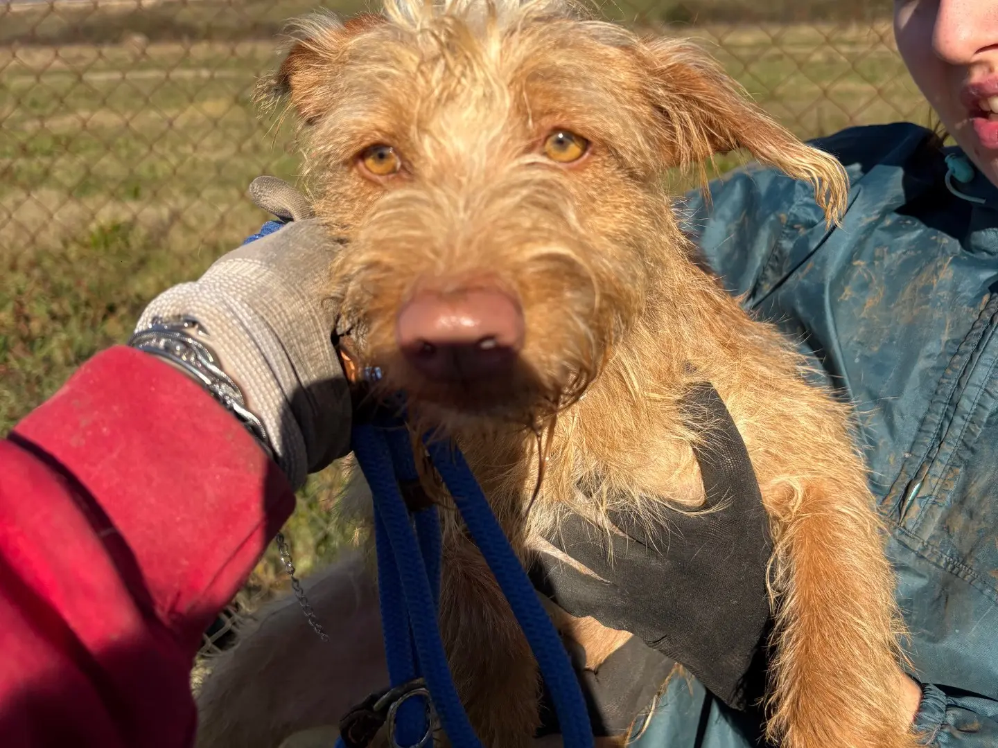 Adotta un cane, maschio, 2 anni e 11 mesi, Frosinone