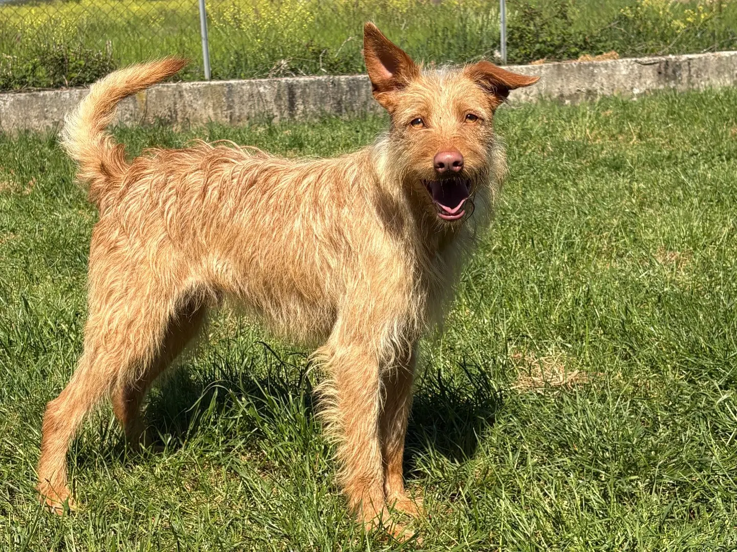 Adozione cane, maschio, Razza sconosciuta Razza sconosciuta, 2 anni e 11 mesi, taglia piccola, Frosinone